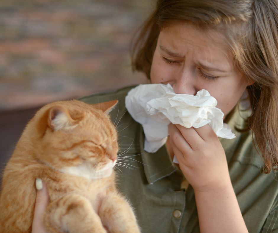 Tierhaarallergie: Frau mit einem Taschentuch vor der Nase mit einer Katze auf ihrem Schoß